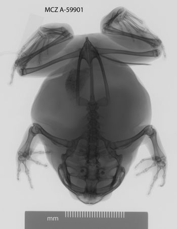 Media type: image;   Herpetology A-59901